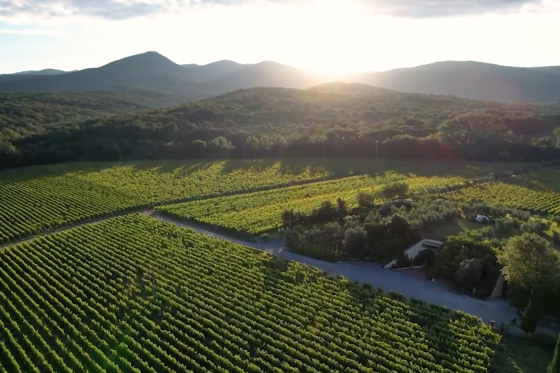 Aerial view of a lush vineyard with rows of grapevines stretching into the distance. The sun sets behind a range of wooded hills, casting a warm glow over the landscape. Fearrington Village