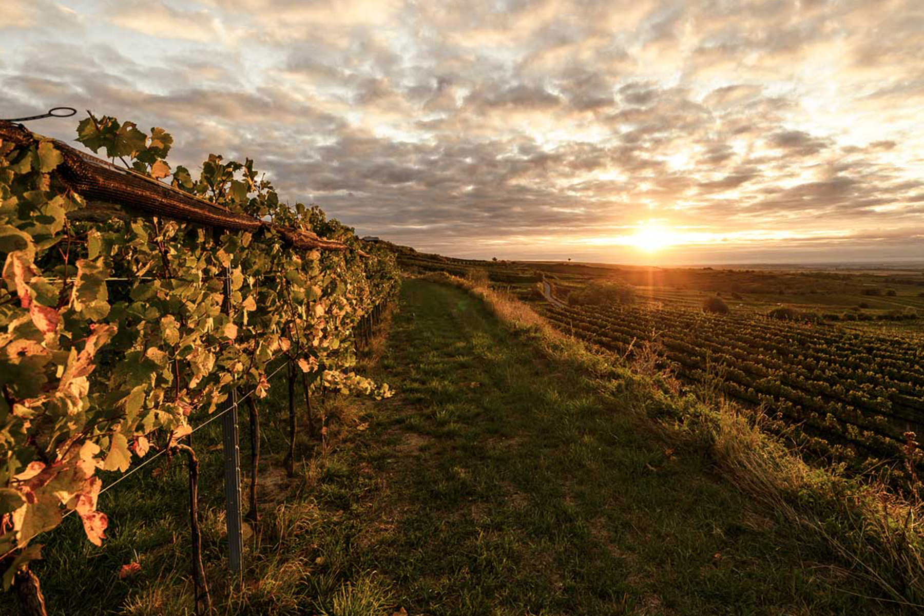 Vineyard at sunset with lush grapevines on the left and a grassy path leading through the fields. The sky is filled with dramatic clouds, and the sun casts a warm glow over the landscape. Fearrington Village