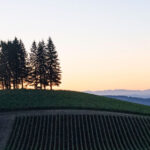 A serene landscape at dusk shows a vineyard with rows of grapevines in the foreground. A cluster of tall trees stands on a hilltop under a clear sky, transitioning from sunset hues to night. Distant mountains are faintly visible on the horizon. Fearrington Village