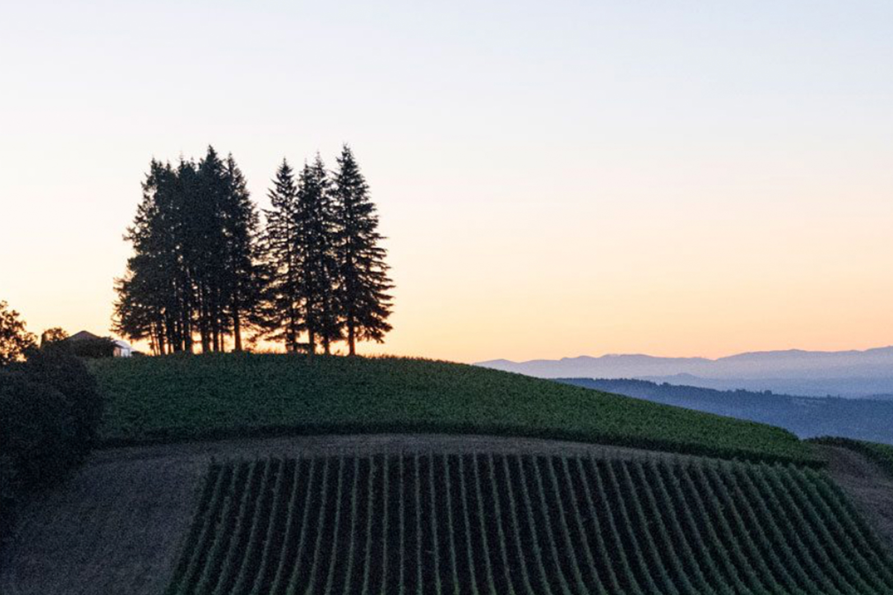 A serene landscape at dusk shows a vineyard with rows of grapevines in the foreground. A cluster of tall trees stands on a hilltop under a clear sky, transitioning from sunset hues to night. Distant mountains are faintly visible on the horizon. Fearrington Village