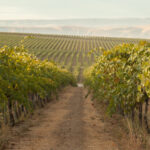 A scenic view of a vineyard stretches into the distance with rows of grapevines on either side of a dirt path. The landscape is lush and green under a slightly overcast sky, with rolling hills visible in the background. Fearrington Village