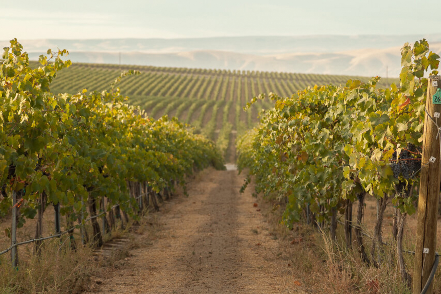 A scenic view of a vineyard stretches into the distance with rows of grapevines on either side of a dirt path. The landscape is lush and green under a slightly overcast sky, with rolling hills visible in the background. Fearrington Village