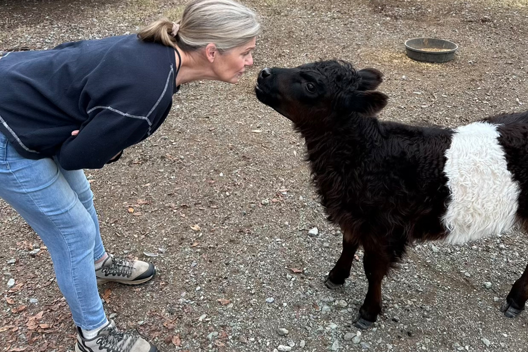 A person with gray hair and a navy sweater bends down to touch noses with a fluffy black and white calf. Both stand on a gravel path, and there's a round feed bowl in the background. Fearrington Village