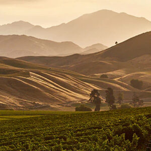 A scenic landscape with rolling hills and mountain ranges in the background during sunset. A vineyard is visible in the foreground, with rows of grapevines stretching across the landscape under a warm, golden sky. Fearrington Village