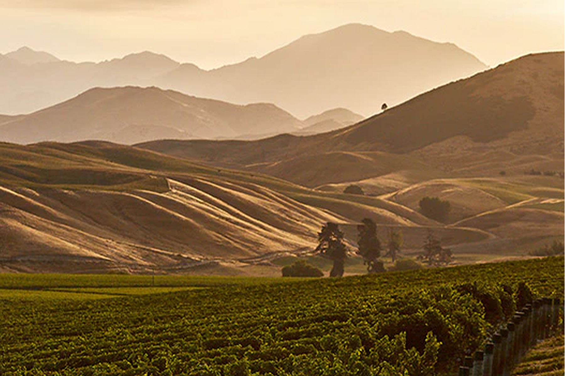 A scenic landscape with rolling hills and mountain ranges in the background during sunset. A vineyard is visible in the foreground, with rows of grapevines stretching across the landscape under a warm, golden sky. Fearrington Village