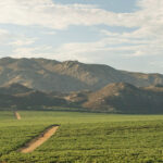 A scenic view of a vineyard with rows of grapevines stretching towards rocky mountains under a partly cloudy sky. A dirt path runs through the green fields, leading towards the distant hills. Fearrington Village