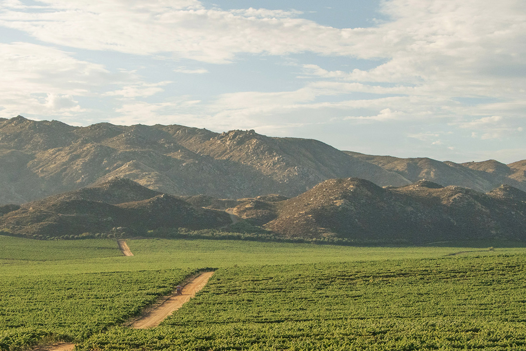 A scenic view of a vineyard with rows of grapevines stretching towards rocky mountains under a partly cloudy sky. A dirt path runs through the green fields, leading towards the distant hills. Fearrington Village