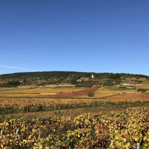 A scenic view of a vineyard with rows of grapevines displaying autumn colors under a clear blue sky. A small building sits atop a hill in the distance, surrounded by fields of varying shades of green, yellow, and brown. Fearrington Village