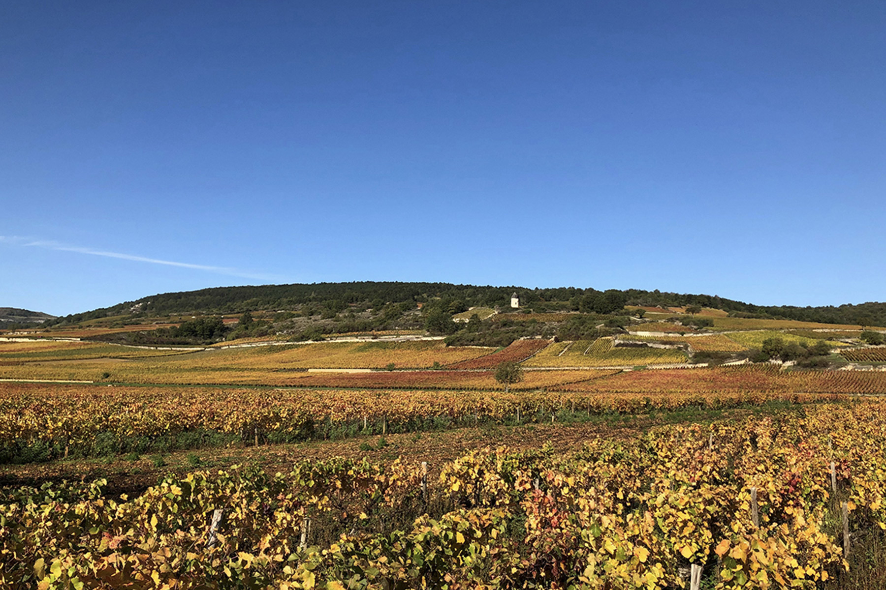 A scenic view of a vineyard with rows of grapevines displaying autumn colors under a clear blue sky. A small building sits atop a hill in the distance, surrounded by fields of varying shades of green, yellow, and brown. Fearrington Village