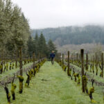 A person wearing a hat walks between rows of grapevines in a vineyard. The ground is covered in grass, and the surrounding area has misty hills and dense evergreen trees. The scene appears serene and overcast. Fearrington Village