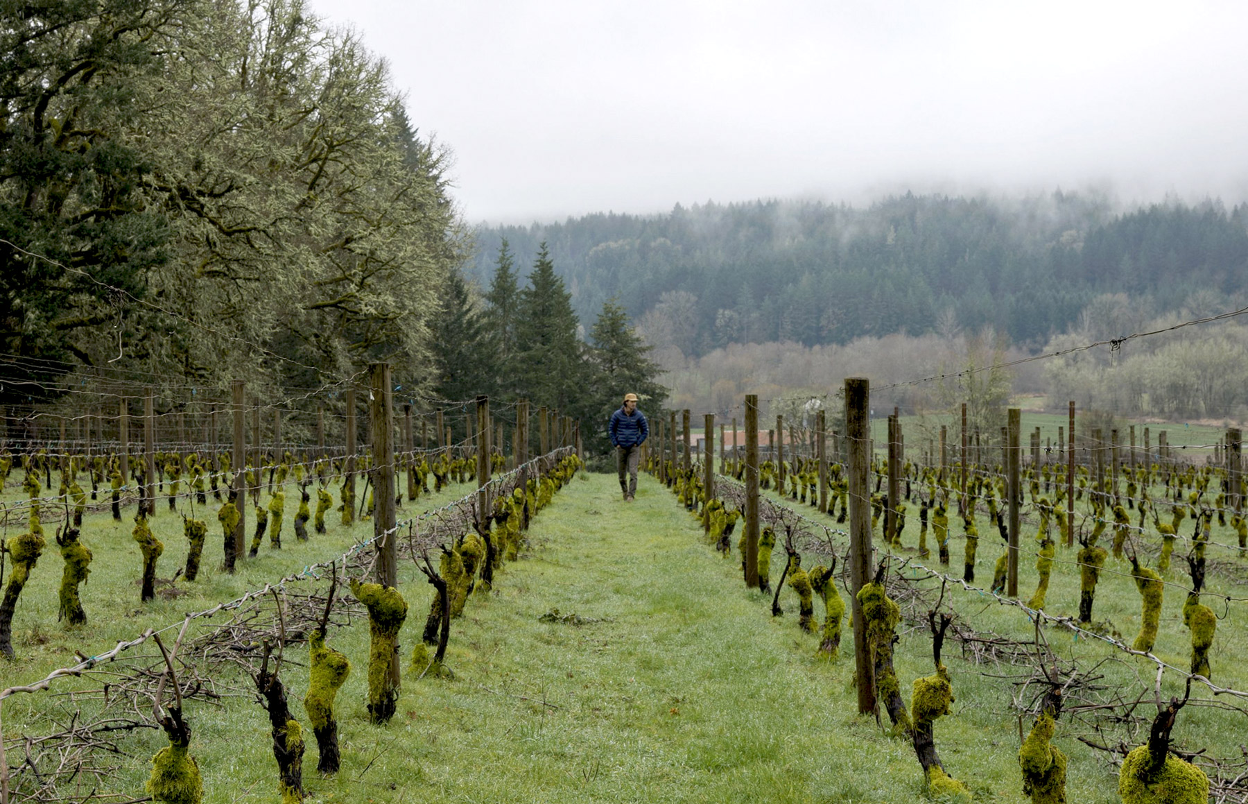 A person wearing a hat walks between rows of grapevines in a vineyard. The ground is covered in grass, and the surrounding area has misty hills and dense evergreen trees. The scene appears serene and overcast. Fearrington Village