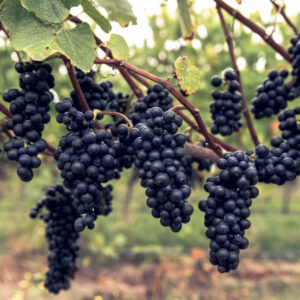 Clusters of ripe, dark purple grapes hang from vines in a vineyard. The background is softly blurred with greenery and rows of vines, suggesting a lush, natural setting. Fearrington Village