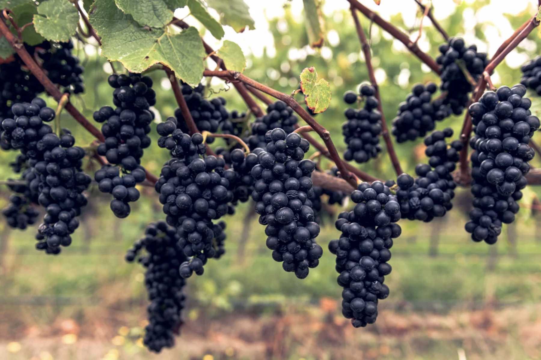 Clusters of ripe, dark purple grapes hang from vines in a vineyard. The background is softly blurred with greenery and rows of vines, suggesting a lush, natural setting. Fearrington Village