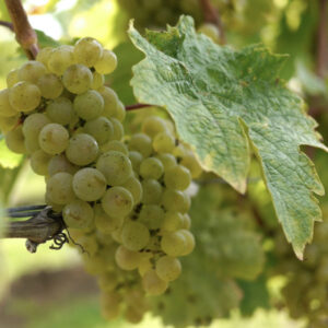 Close-up of a cluster of green grapes hanging on a vine, surrounded by large green leaves. Sunlight filters through the leaves, highlighting the grapes' smooth texture and the natural setting of a vineyard. Fearrington Village