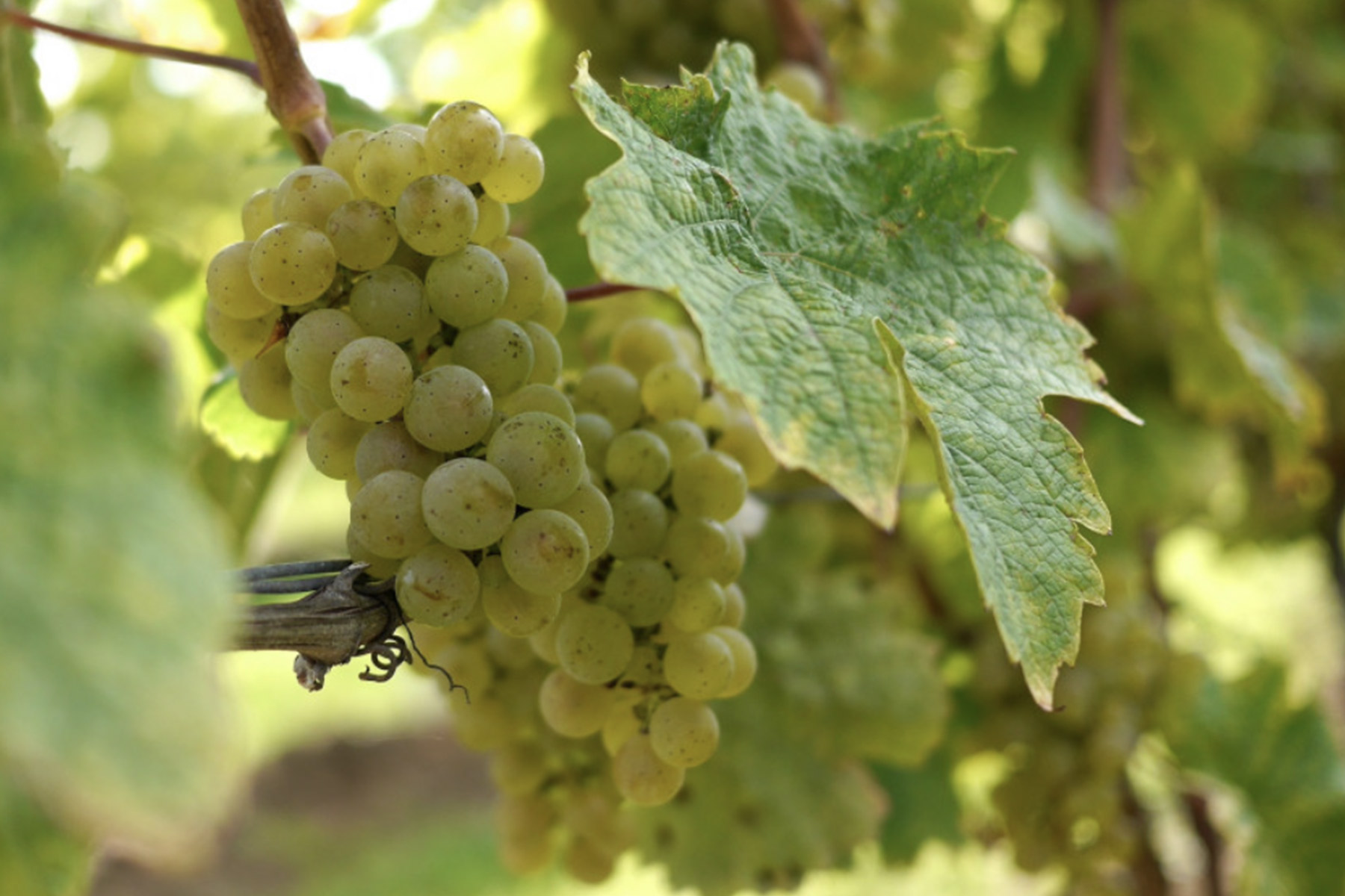 Close-up of a cluster of green grapes hanging on a vine, surrounded by large green leaves. Sunlight filters through the leaves, highlighting the grapes' smooth texture and the natural setting of a vineyard. Fearrington Village