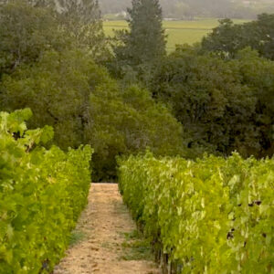 Vineyard with lush green grapevines in neat rows. A path runs through the middle, leading toward dense trees in the background under a soft sky. Fearrington Village