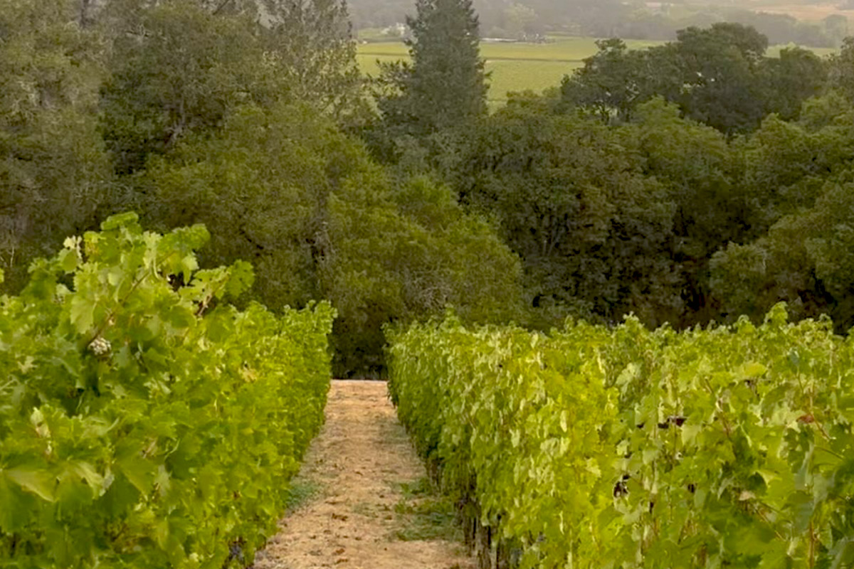 Vineyard with lush green grapevines in neat rows. A path runs through the middle, leading toward dense trees in the background under a soft sky. Fearrington Village