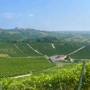 A scenic view of lush, green vineyards stretching across rolling hills under a clear blue sky. A farmhouse sits among the rows of grapevines, with a small village visible in the distant background. Fearrington Village