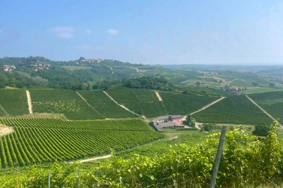 A scenic view of lush, green vineyards stretching across rolling hills under a clear blue sky. A farmhouse sits among the rows of grapevines, with a small village visible in the distant background. Fearrington Village