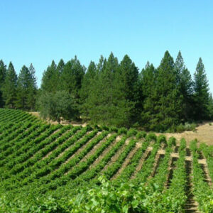 A lush vineyard with rows of green grapevines stretches across rolling hills under a clear blue sky. Tall pine trees form a dense backdrop, creating a contrast between the cultivated vineyard and the natural forest. Fearrington Village