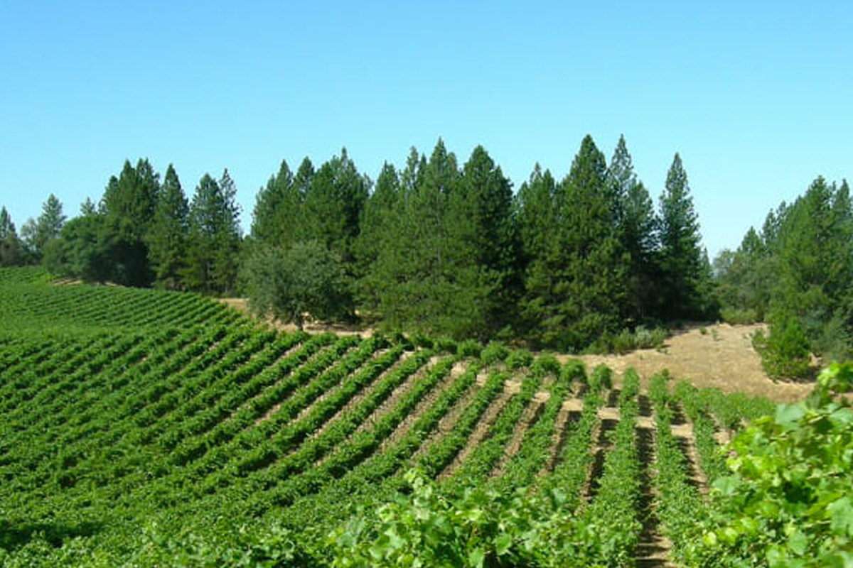 A lush vineyard with rows of green grapevines stretches across rolling hills under a clear blue sky. Tall pine trees form a dense backdrop, creating a contrast between the cultivated vineyard and the natural forest. Fearrington Village