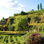 Terraced hillsides with lush green vineyards and trees under a clear blue sky. A white house is visible on the top terrace, surrounded by various shades of green and autumn foliage. Fearrington Village