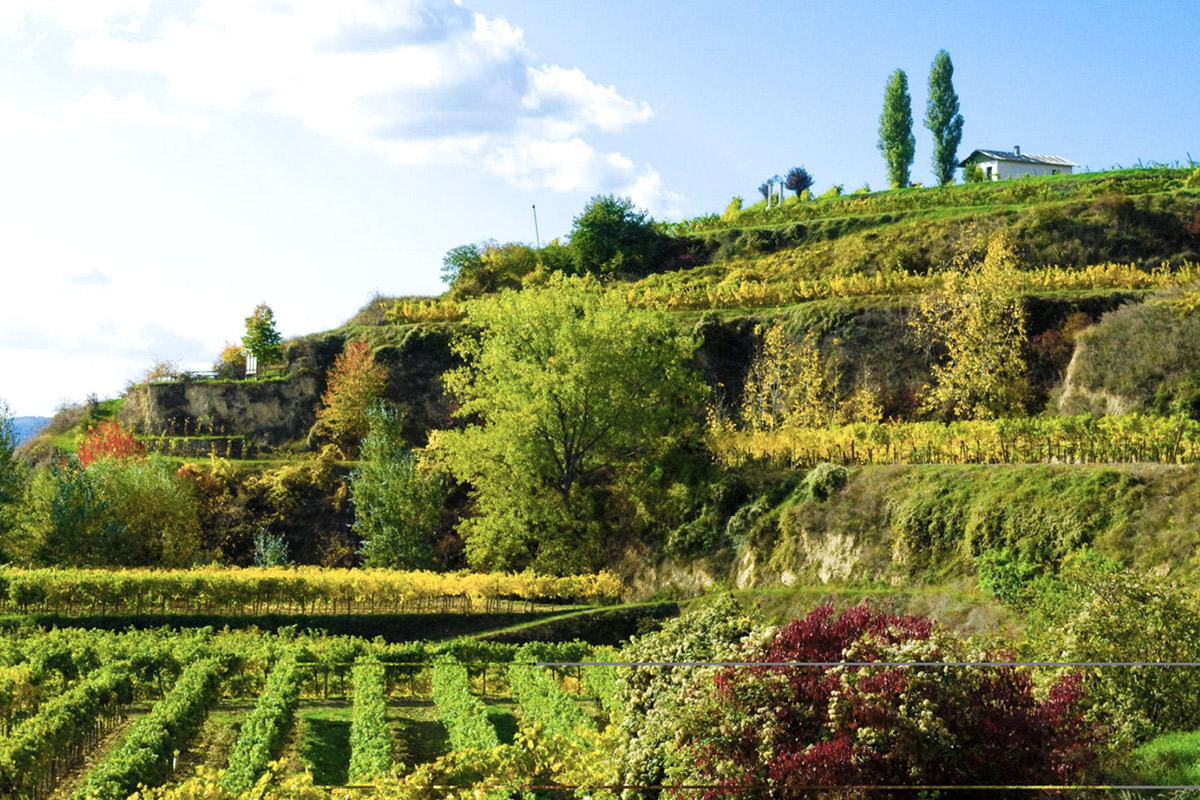 Terraced hillsides with lush green vineyards and trees under a clear blue sky. A white house is visible on the top terrace, surrounded by various shades of green and autumn foliage. Fearrington Village