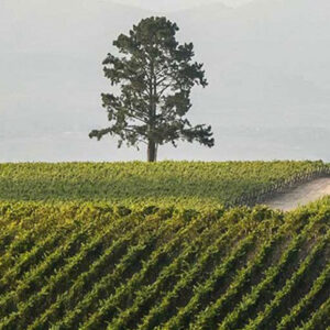 A lone tree stands on a gently sloping hill surrounded by lush vineyards. The rows of grapevines form a neat, green pattern, and a hazy sky looms in the background, suggesting a peaceful countryside setting. Fearrington Village