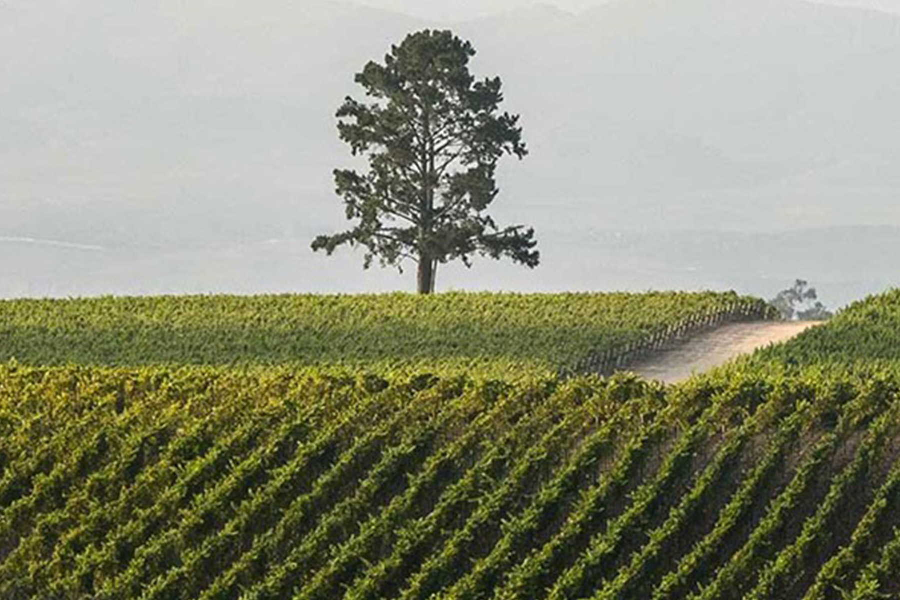 A lone tree stands on a gently sloping hill surrounded by lush vineyards. The rows of grapevines form a neat, green pattern, and a hazy sky looms in the background, suggesting a peaceful countryside setting. Fearrington Village