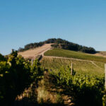 View of a vineyard with rows of grapevines leading towards a hill topped with trees. The sky is clear and blue, contrasting with the lush green of the vines. The landscape is expansive and serene. Fearrington Village