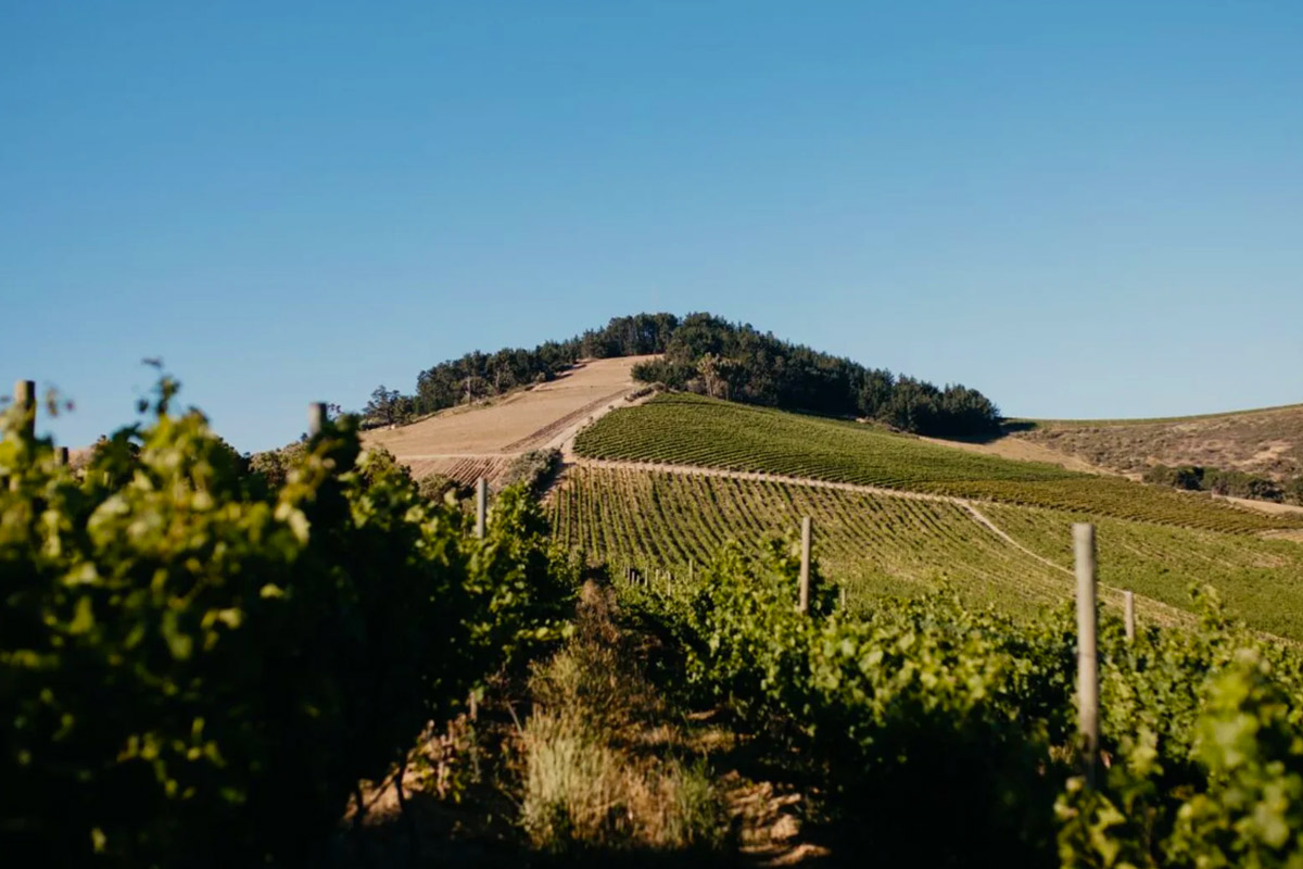 View of a vineyard with rows of grapevines leading towards a hill topped with trees. The sky is clear and blue, contrasting with the lush green of the vines. The landscape is expansive and serene. Fearrington Village