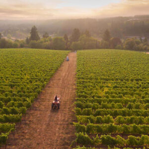 Aerial view of a vineyard at sunset with rows of lush green grapevines. A dirt path runs through the middle with a tractor and vehicle on it. Forested hills and a cloudy sky are in the background, creating a tranquil rural scene. Fearrington Village