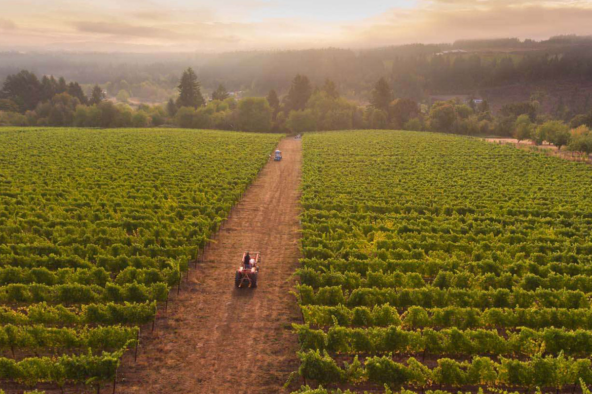 Aerial view of a vineyard at sunset with rows of lush green grapevines. A dirt path runs through the middle with a tractor and vehicle on it. Forested hills and a cloudy sky are in the background, creating a tranquil rural scene. Fearrington Village