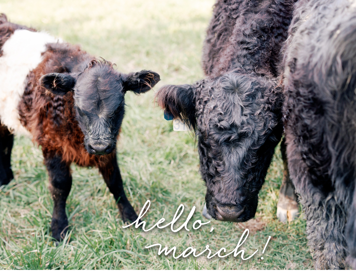 Two fluffy black cows stand on grass, one slightly smaller, with a tag on its ear. The text "hello march!" is written across the bottom. The background is a soft-focus outdoor scene. Fearrington Village