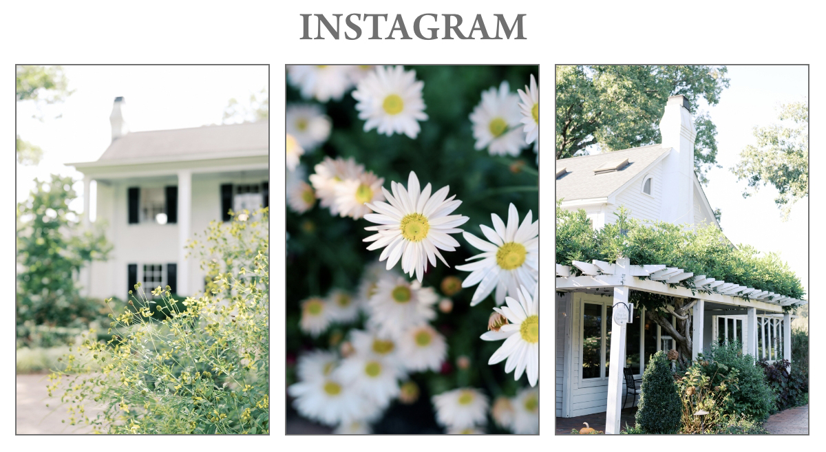 Triptych of serene images: a charming white house partially hidden by greenery, close-up of daisies in full bloom, and a cozy white house with an ivy-covered pergola set against a sunny backdrop. Fearrington Village