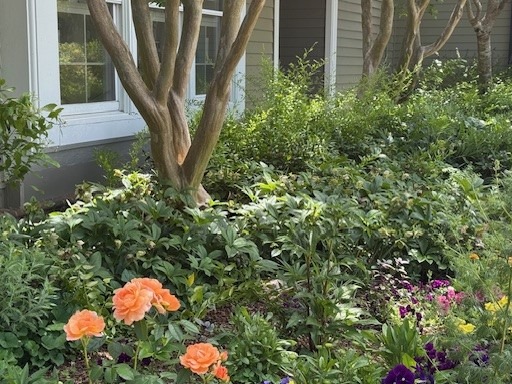 A garden with lush green plants, orange and purple flowers, and a tree trunk in front of a house with large windows and gray siding. Fearrington Village