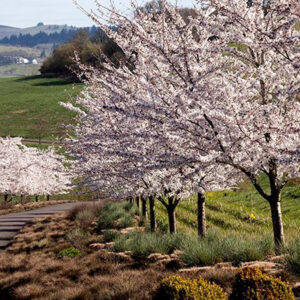 A row of cherry blossom trees with pale pink flowers lines a paved path through a grassy, green countryside under a partly cloudy sky. Hills and a farmhouse are visible in the distance. Fearrington Village
