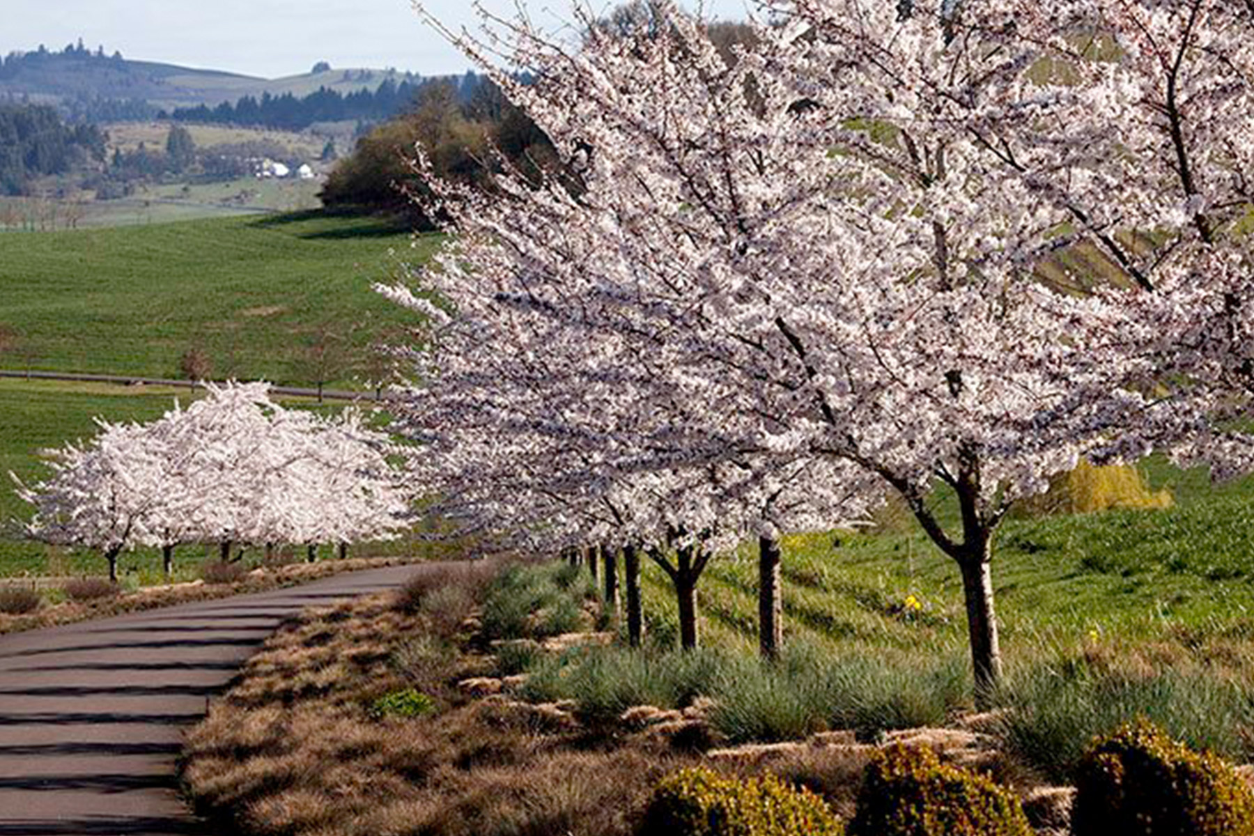 A row of cherry blossom trees with pale pink flowers lines a paved path through a grassy, green countryside under a partly cloudy sky. Hills and a farmhouse are visible in the distance. Fearrington Village