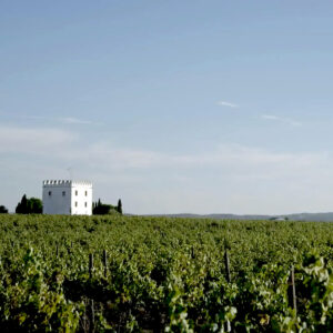 A white, square building stands amidst green vineyard rows under a clear blue sky, with distant trees and hills in the background. Fearrington Village