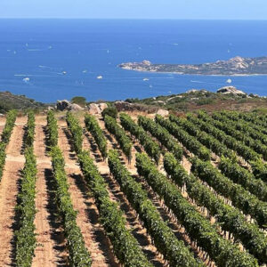Rows of grapevines stretch across a vineyard on a hillside, overlooking a blue sea dotted with sailboats and rocky islands under a clear sky. Fearrington Village