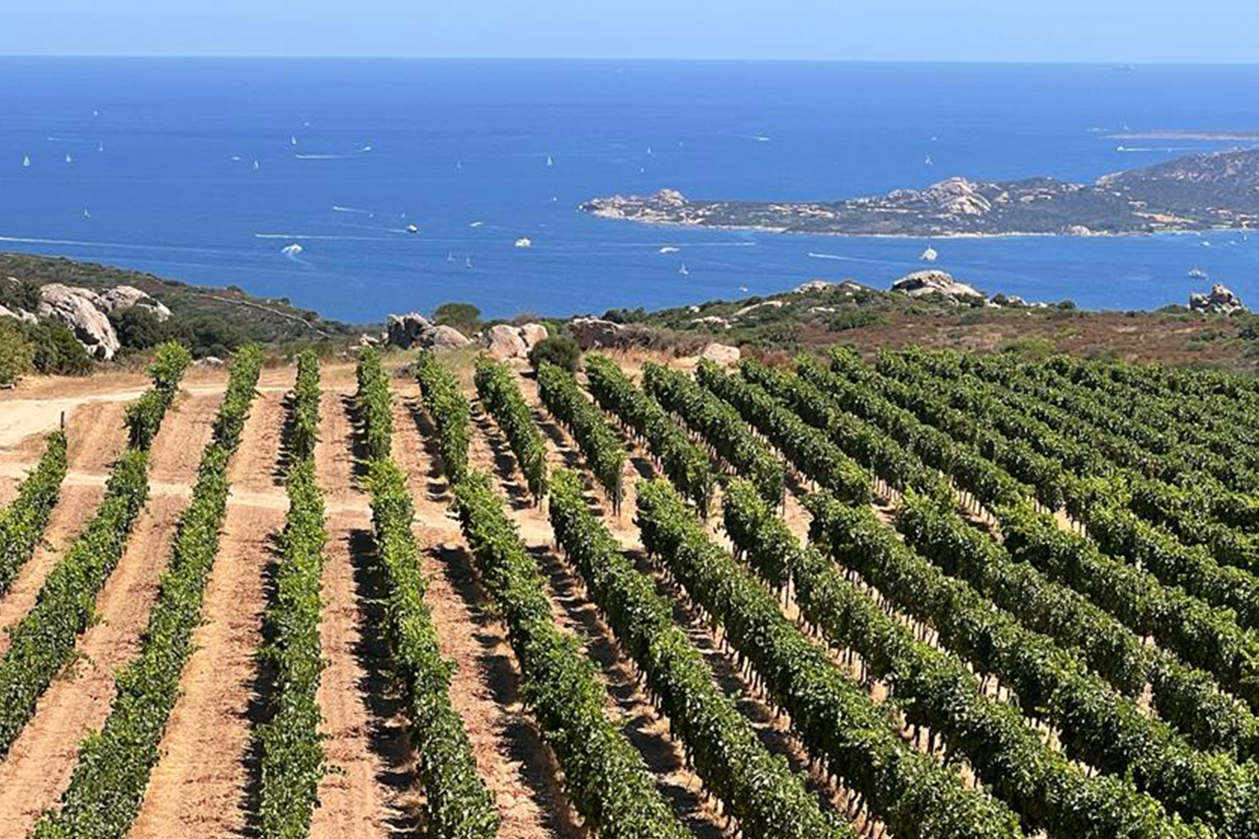 Rows of grapevines stretch across a vineyard on a hillside, overlooking a blue sea dotted with sailboats and rocky islands under a clear sky. Fearrington Village