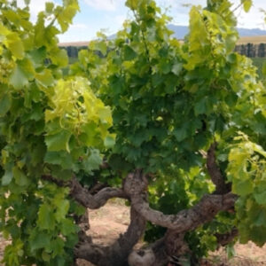A gnarled, old grapevine with thick, twisted trunk and lush green leaves growing in a vineyard, with rows of fields and distant trees in the background under a partly cloudy sky. Fearrington Village