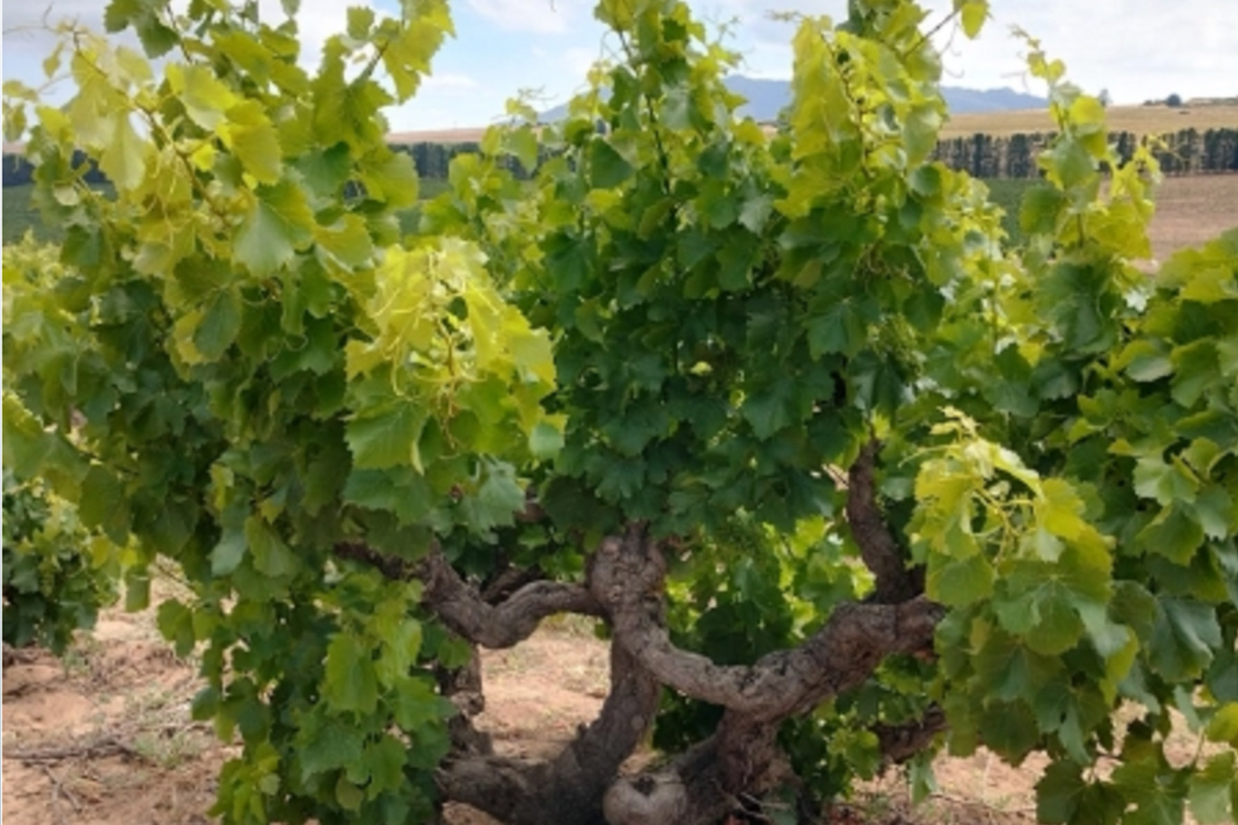 A gnarled, old grapevine with thick, twisted trunk and lush green leaves growing in a vineyard, with rows of fields and distant trees in the background under a partly cloudy sky. Fearrington Village