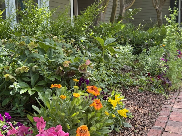 Gentle Reader - May 6, 2025 1 A colorful garden bed with blooming flowers, including orange zinnias, yellow lilies, and pink snapdragons, bordered by a brick walkway in front of a house with green shrubbery and trees in the background. Fearrington Village