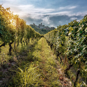 Rows of lush grapevines stretch into the distance under a partly cloudy sky, with sunlight filtering through leaves and a hilltop village visible in the background. Fearrington Village
