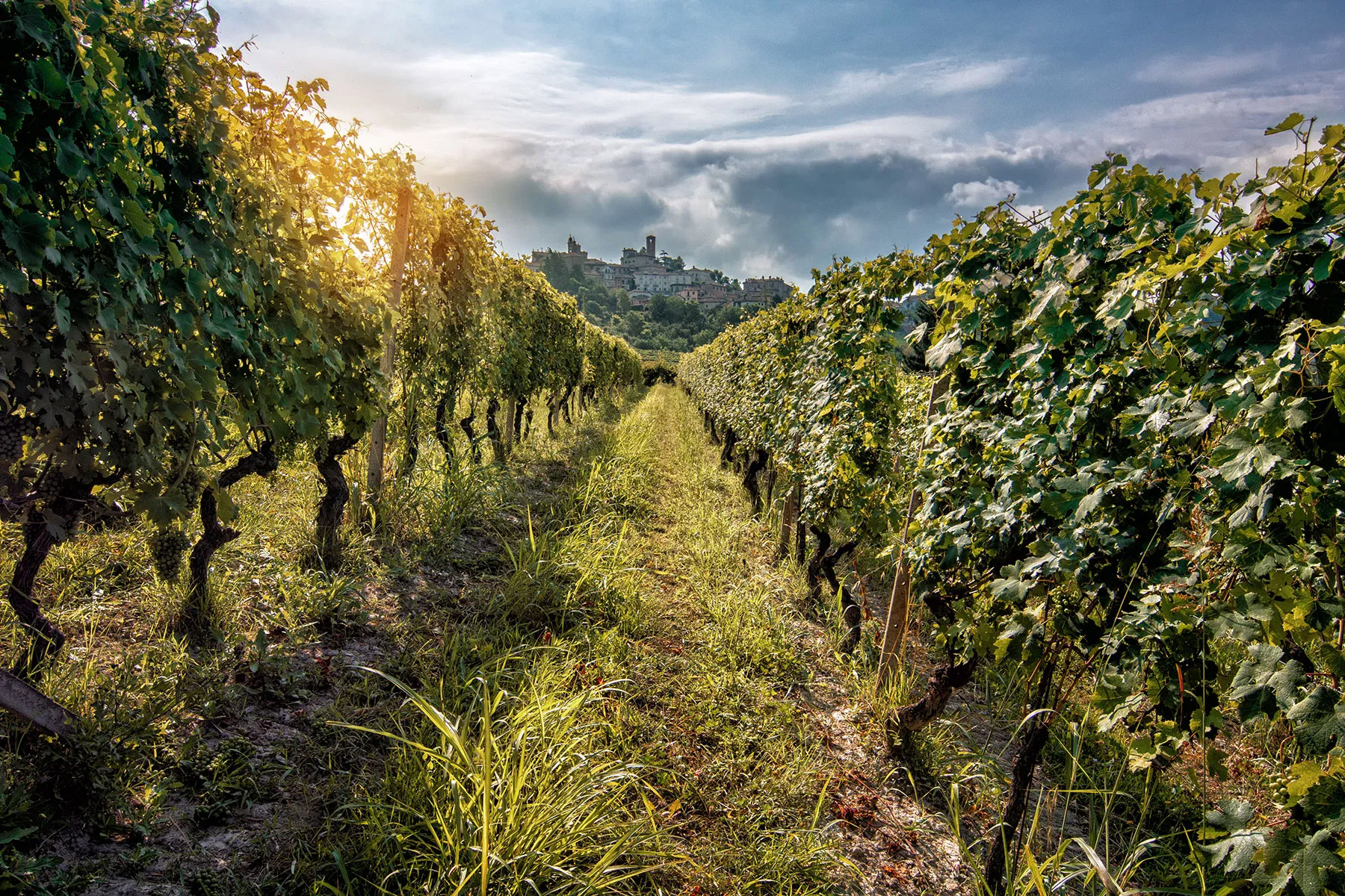 Rows of lush grapevines stretch into the distance under a partly cloudy sky, with sunlight filtering through leaves and a hilltop village visible in the background. Fearrington Village
