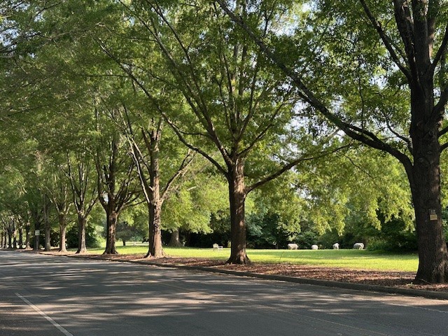 A tree-lined street runs beside a grassy field with several white sheep grazing under lush green trees on a sunny day. Fearrington Village