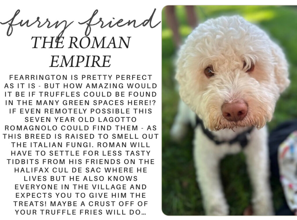 A fluffy, white Lagotto Romagnolo dog with curly fur sits on green grass outdoors. Beside the dog, text describes him as Roman, a truffle-loving, friendly seven-year-old well-loved in his local neighborhood. Fearrington Village