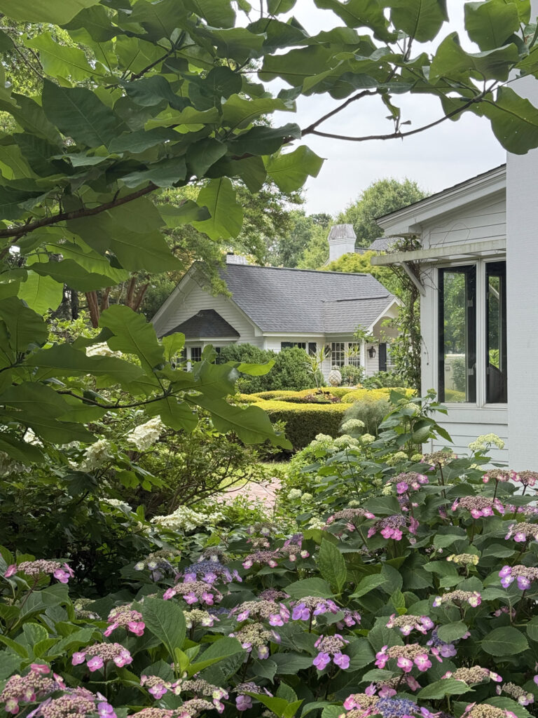 A lush garden with blooming hydrangeas in pink and purple sits in front of a white house with black-trim windows. In the background, another white cottage is partially visible, framed by green trees and shrubs. Fearrington Village