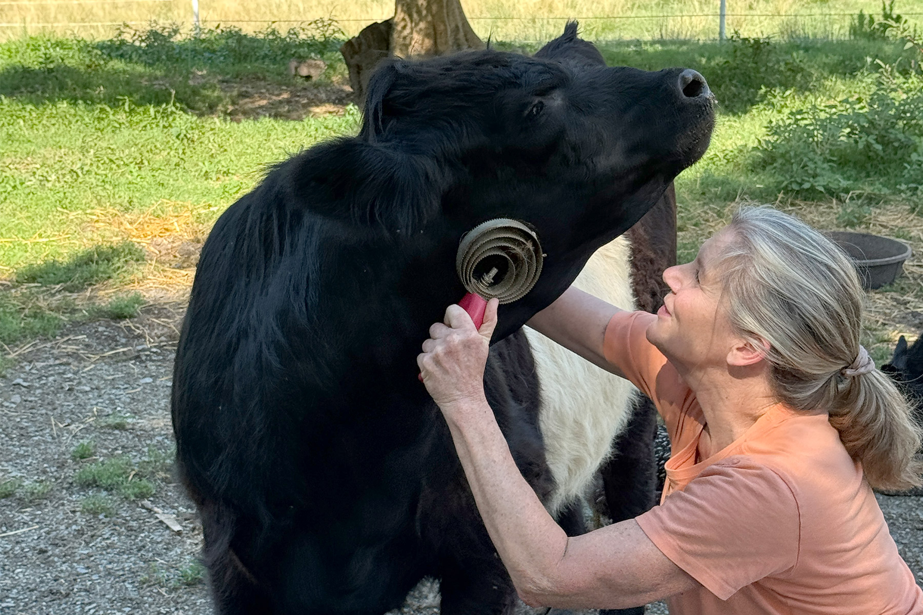 A woman in an orange shirt uses a grooming brush on the neck of a black cow, which looks relaxed and happy. They are outdoors on a sunny day, surrounded by green grass and trees. Fearrington Village